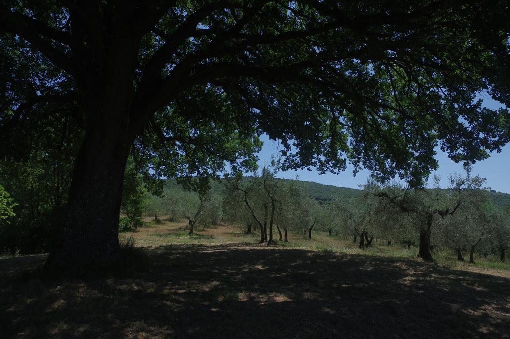 Borgo Buciardella Villa Baschi Kültér fotó