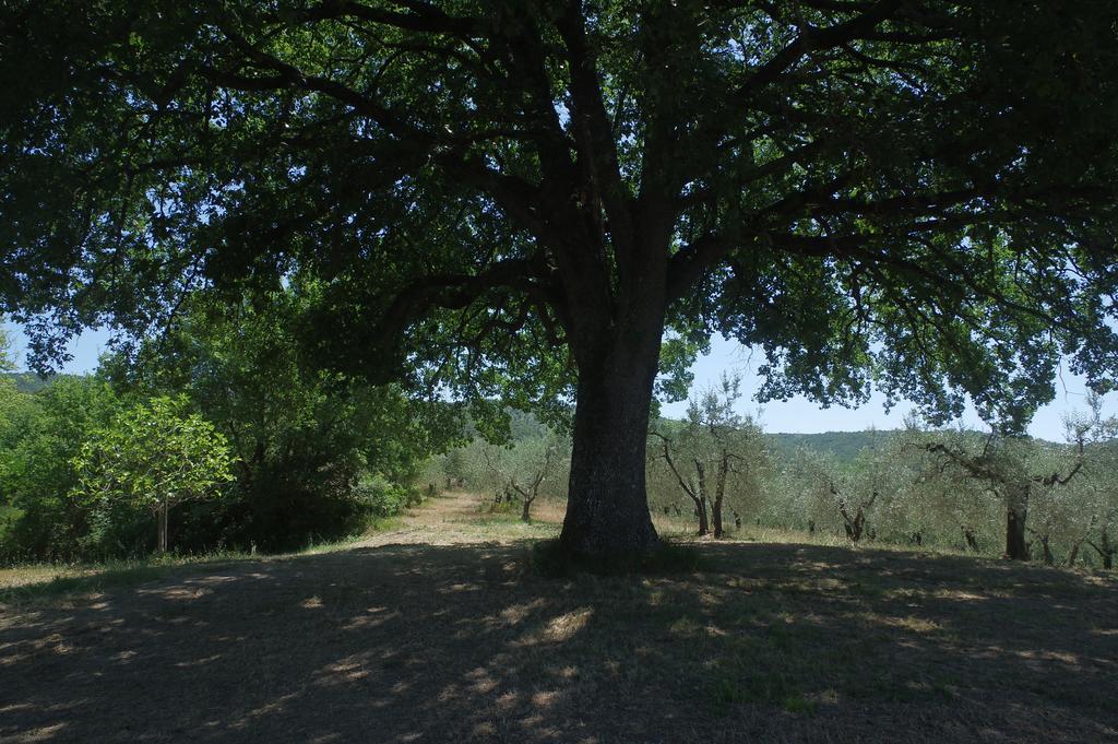 Borgo Buciardella Villa Baschi Kültér fotó